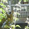 Brookside