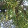 Ash Tree
