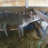 County Fair, calf